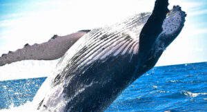 Whales