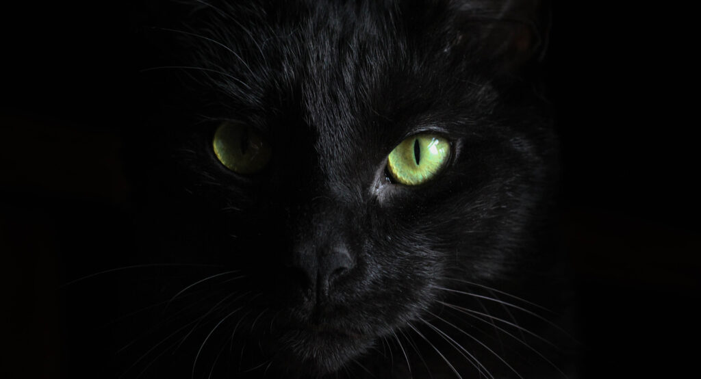 Fascinating Facts About Cats