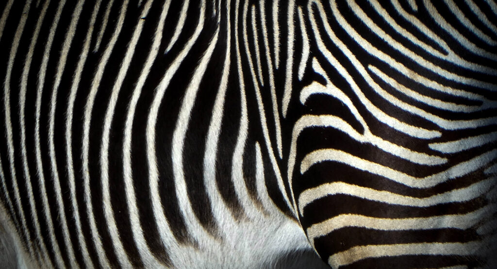 Zebras