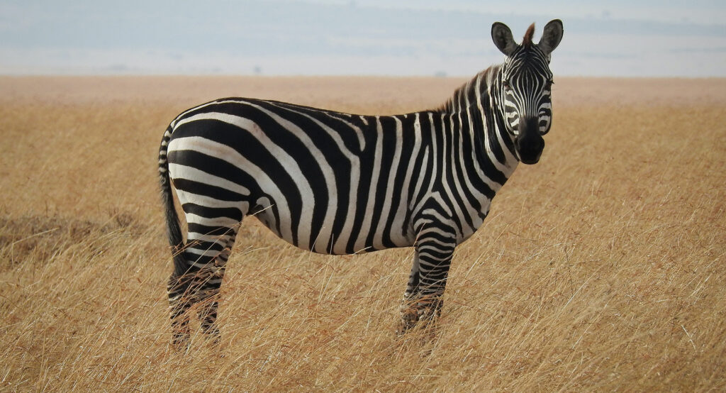 Zebras
