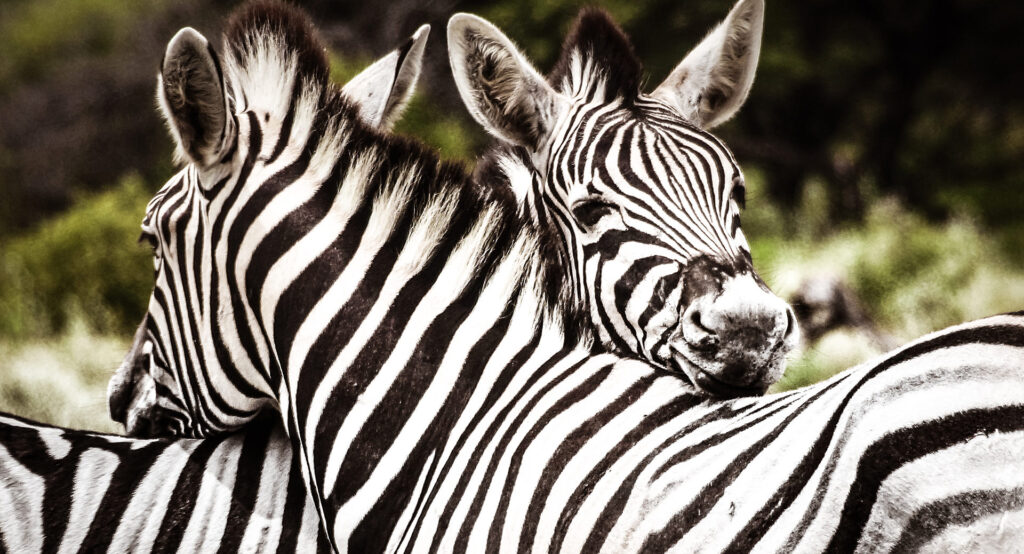 Zebras