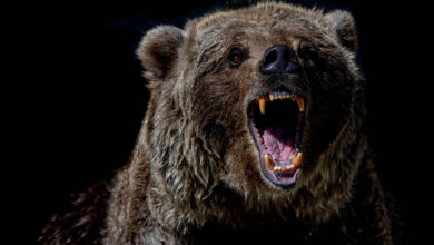 50 Facts About Bears