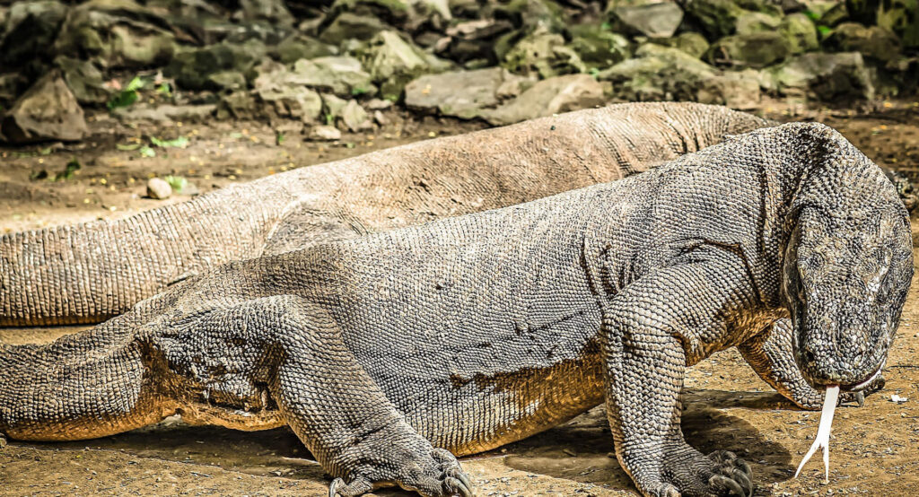 Komodo Island