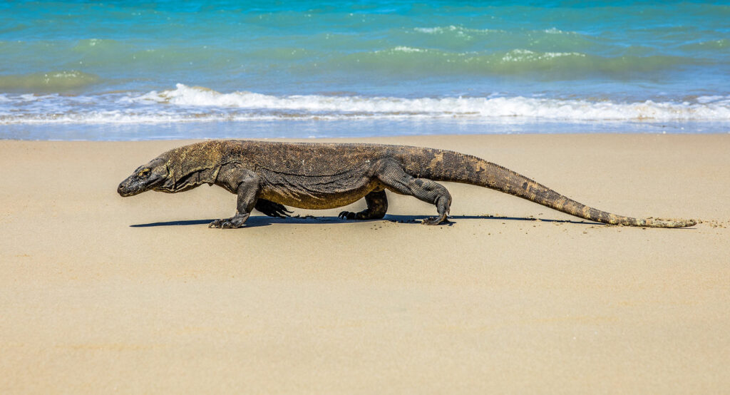 Komodo Island