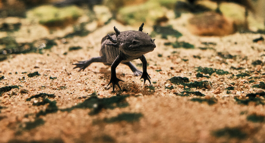 Axolotl Facts